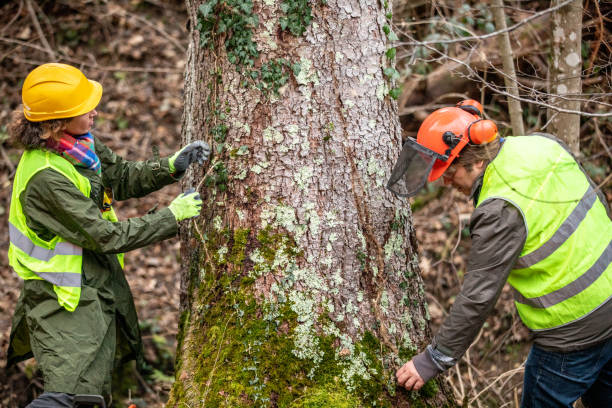 Professional Tree Care in Warwick, RI